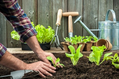 Gardeners in Longford improving a neat and healthy outdoor space