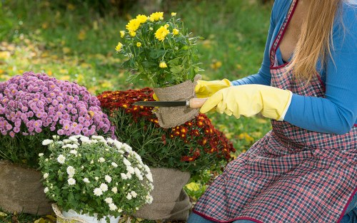Healthy and well-kept Longford garden with balanced design