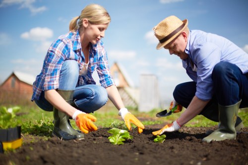 Professional garden care in Longford with planting and borders